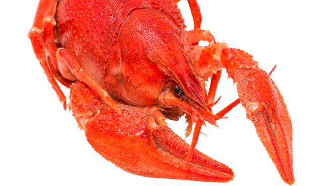 lobster-featured