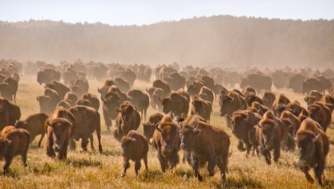 south-dakota-tourism