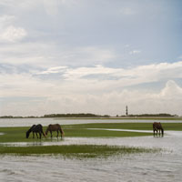 13_medium_Crystal_Coast_Horses_on_Shackleford_Banks