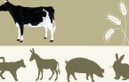 counting-cows