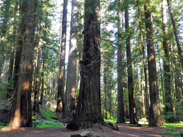 Visiting Mendocino’s Redwoods - The Group Travel Leader | Group Tour ...