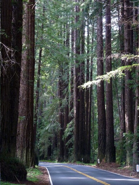 Visiting Mendocino’s redwoods - The Group Travel Leader  Group Tour 