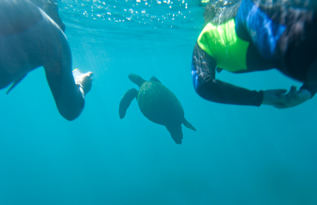 Snorkeling in the Galapagos, courtesy G Adventures