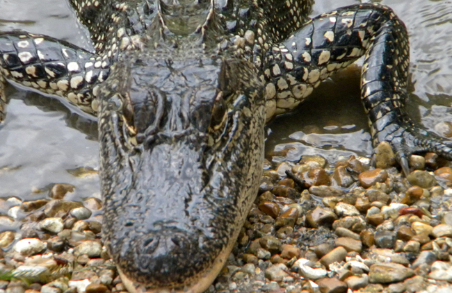 Southern Vermilion Parish is home to alligators, birds and other wild life