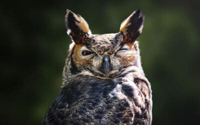 Animal Idioms Group Game