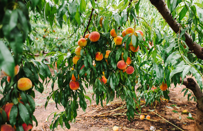 Enjoy a juicy peach while making an agritourism stop at Pearson Farm. All photos courtesy Georgia Tourism
