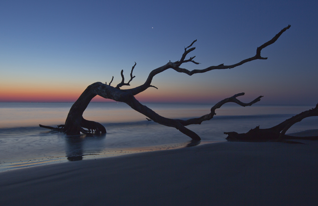 Driftwood Beach is just one of many perfect group photo ops in the Golden Isles. all photos courtesy Georgia Tourism
