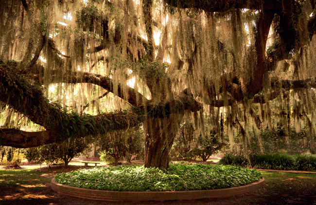 Experience Southern hospitality beneath the branches of the iconic live oaks. all photos courtesy Georgia Tourism
