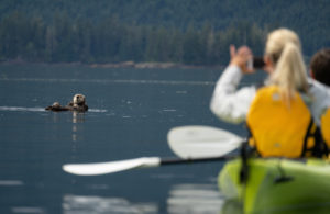 Groups traveling with UnCruise Adventures can enjoy wildlife watching in Alaska, courtesy UnCruise Adventures