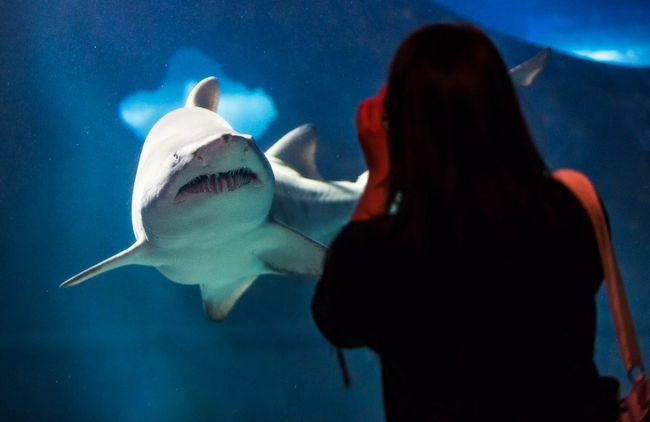a visitor taking a picture of a shark at the Greater Cleveland Aquarium, by Dale McDonald, courtesy Destination Cleveland