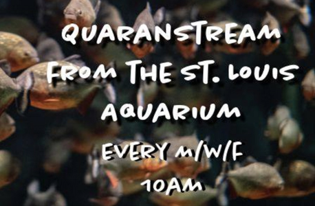 TraveAwaits-4-6-20-St-Louis-Aquarium