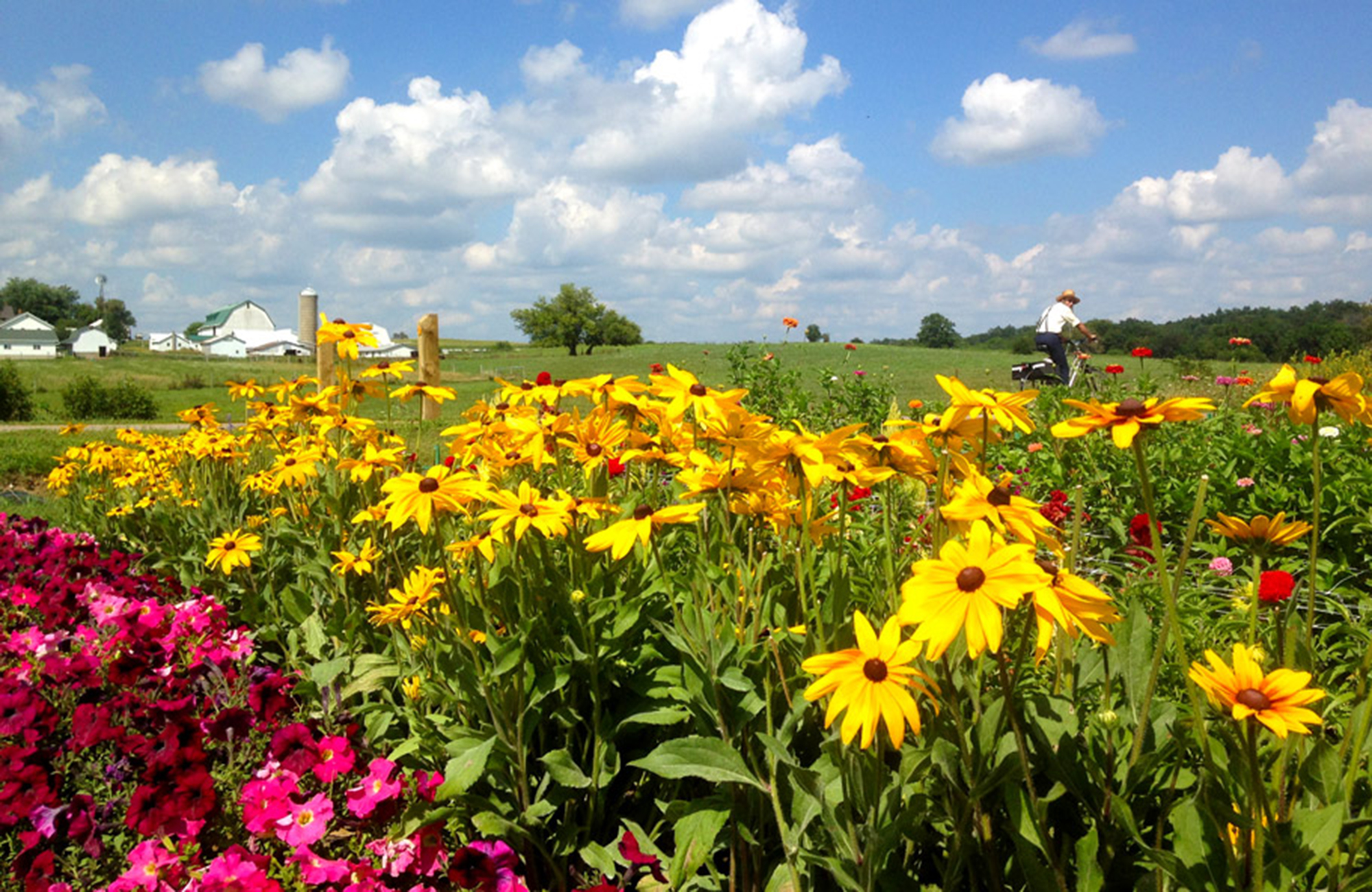 RuralFlowersAmishBuggy The Group Travel Leader Group Tour and