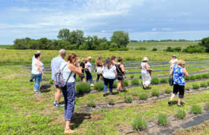 Step outside the city and enjoy agrotourism sights and events at the Sleepy Bees Lavender Farm