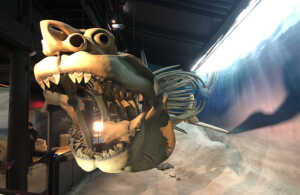 The Megalodon at the Calvert Marine Museum