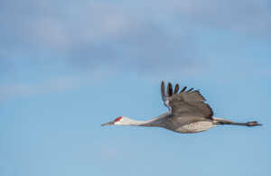 Sandhill cranes fly from their roost on the Platte River