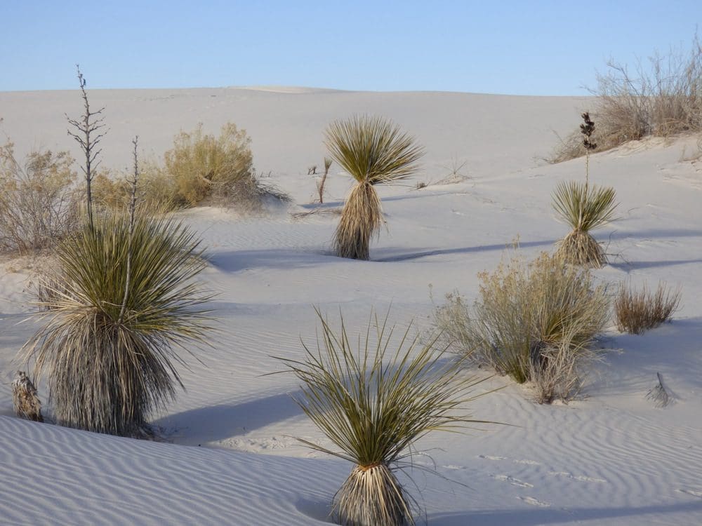 white-sands4