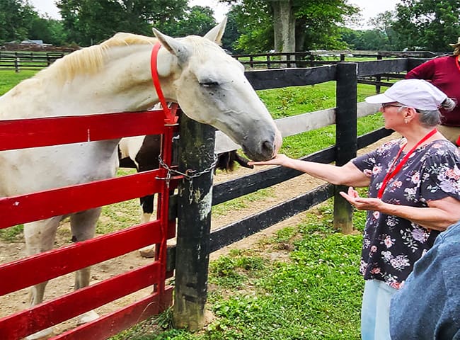 White horse leans over a red gate to sniff/accept a treat from a woman in a hat at a fenced paddock.