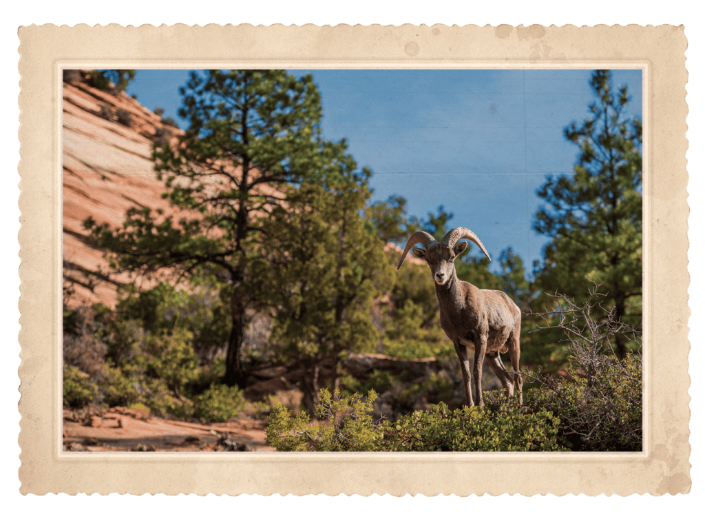 A bighorn sheep ram with large curved horns stands on shrubs in a rocky desert landscape under a blue sky.