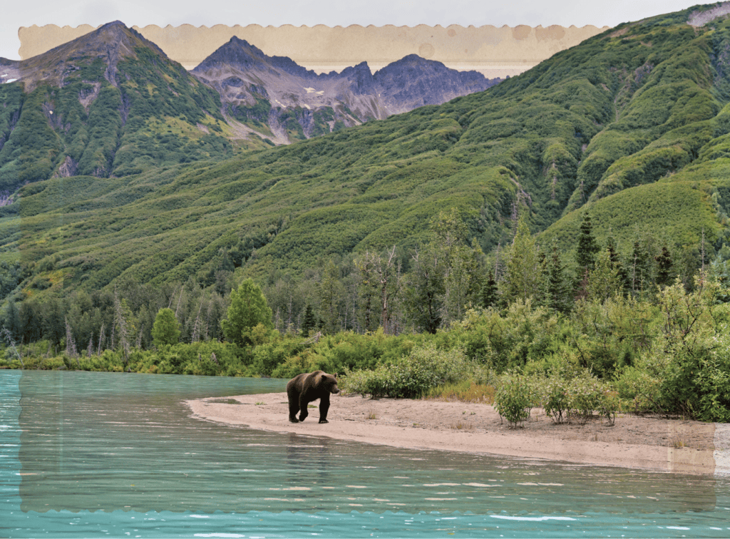 Brown bear standing on a sandy riverside beach, with turquoise water and dense green mountains in the background behind it.