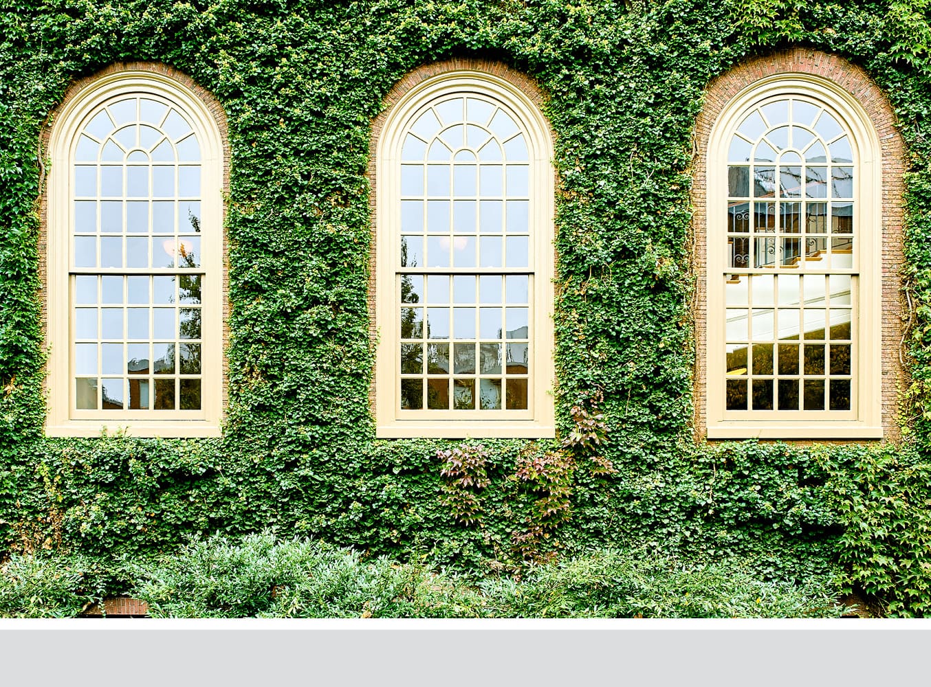 The ivy covered walls of Harvard